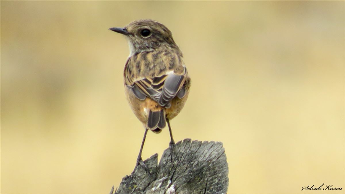 European Stonechat