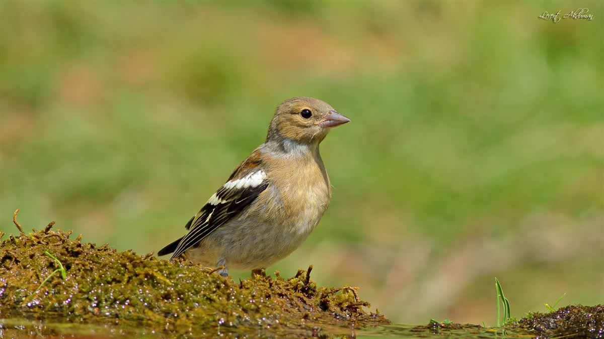 Eurasian Chaffinch