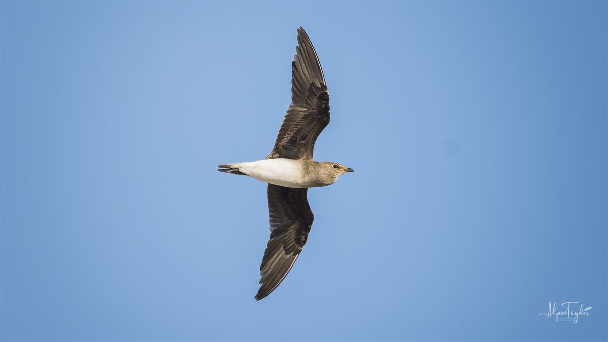 Black-winged Pratincole