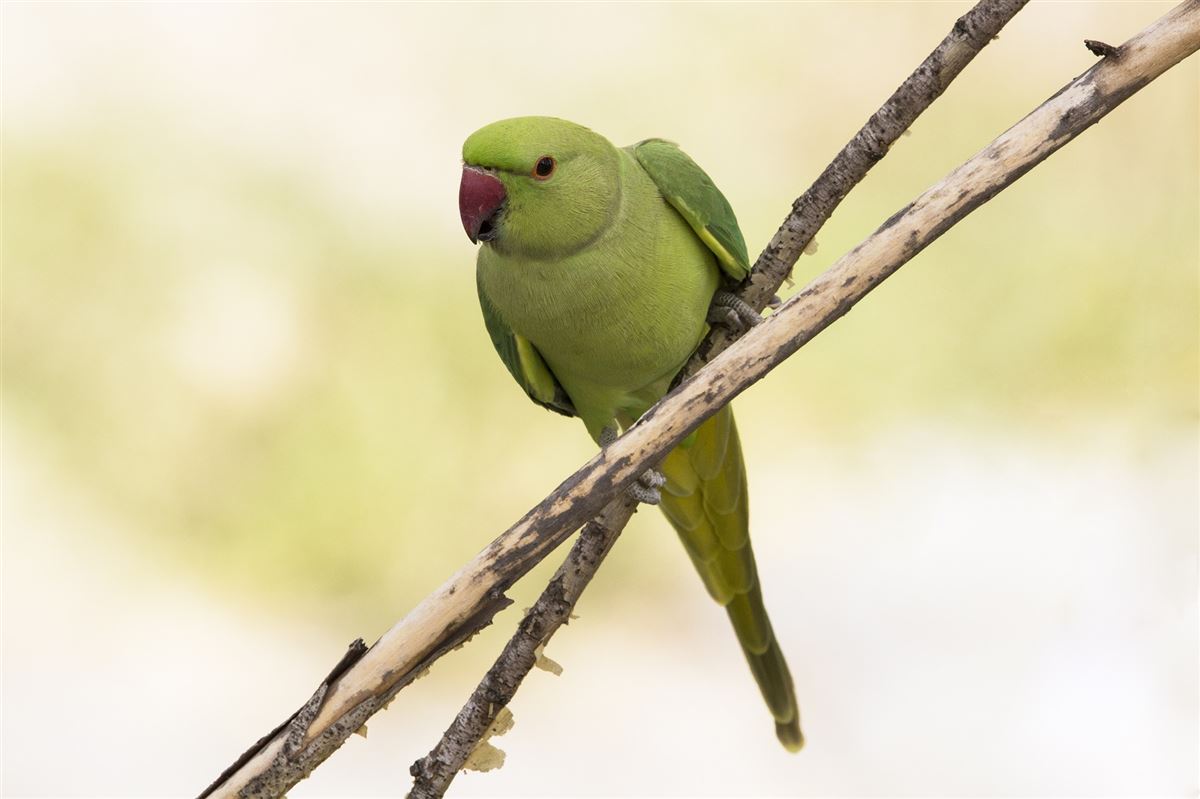 Rose-ringed Parakeet