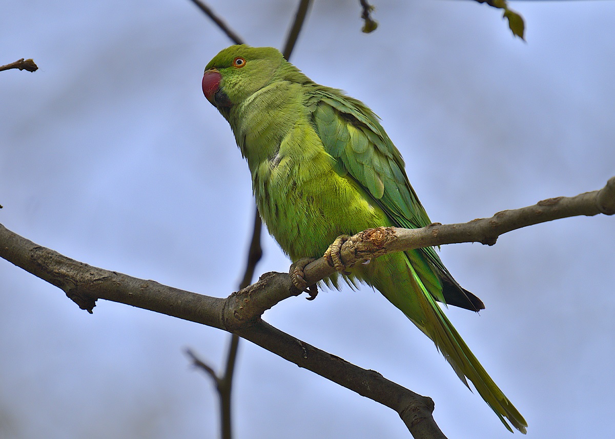 Rose-ringed Parakeet
