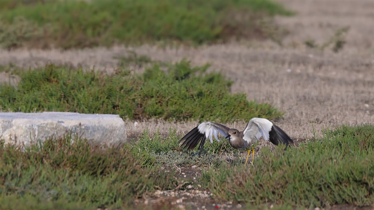 White-tailed Lapwing