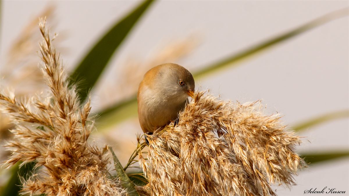 Bıyıklı baştankara