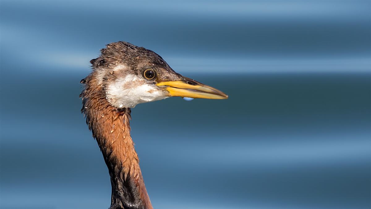 Red-necked Grebe