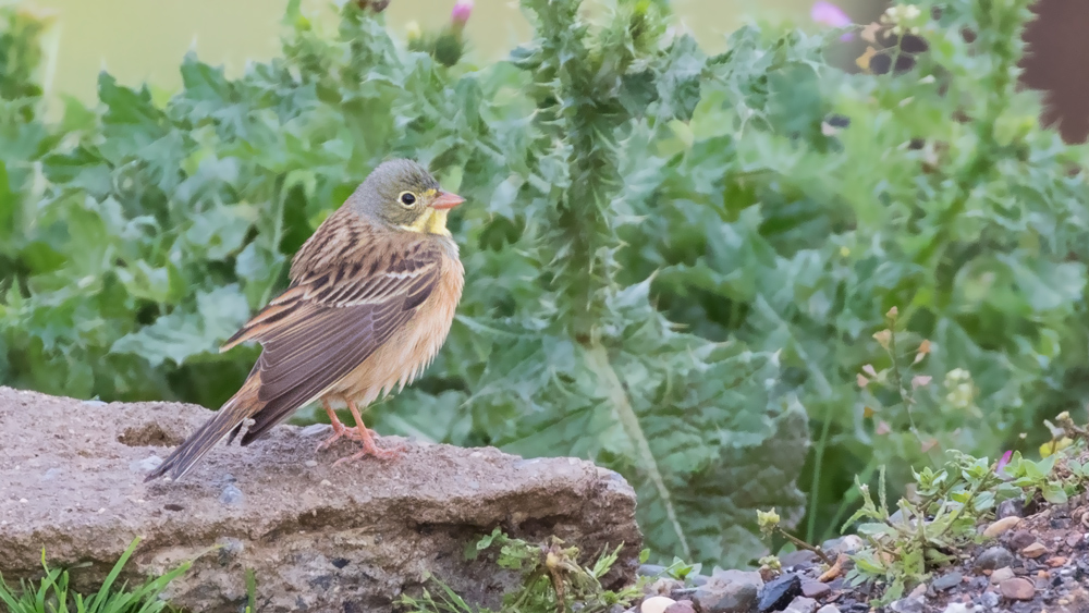 Ortolan Bunting