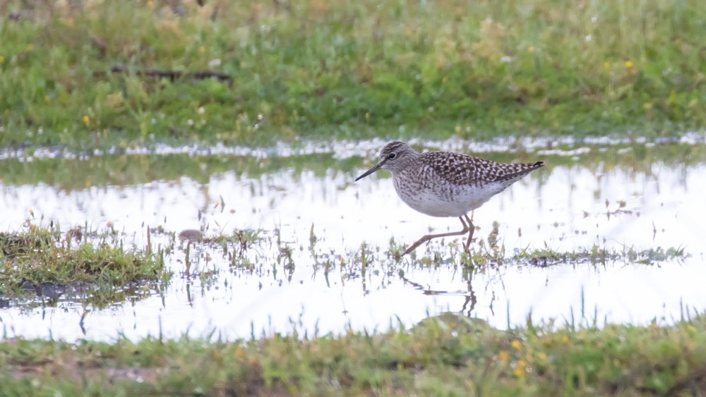 Wood Sandpiper