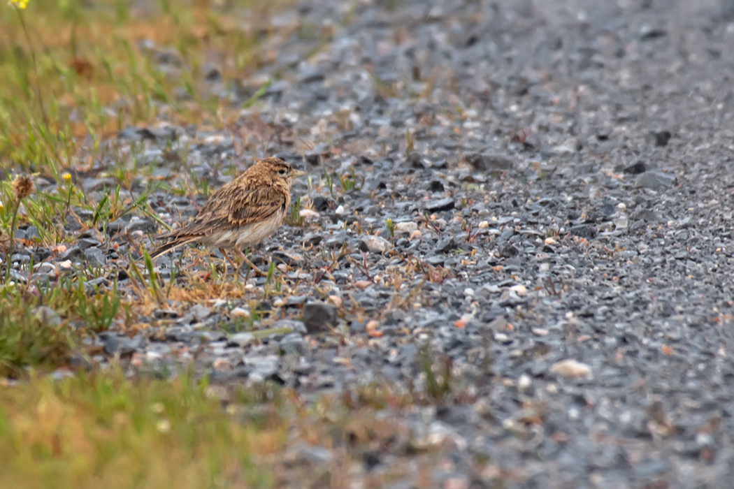 Greater Short-toed Lark