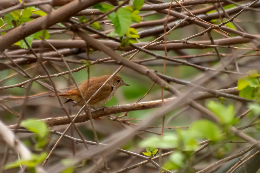 Common Nightingale