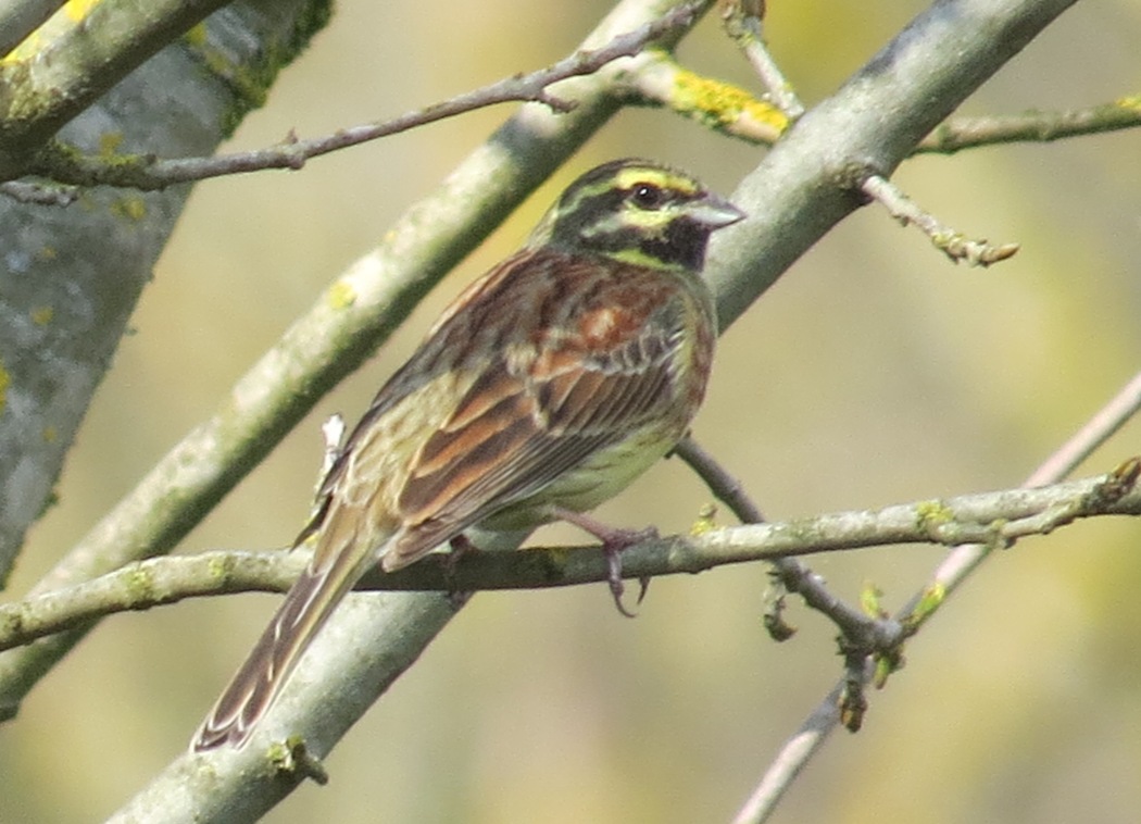 Cirl Bunting