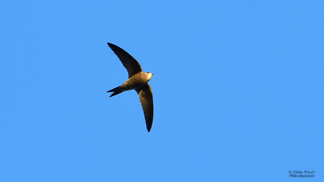 Pallid Swift