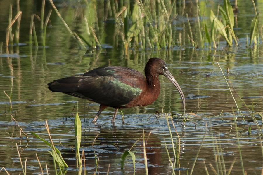 Glossy Ibis