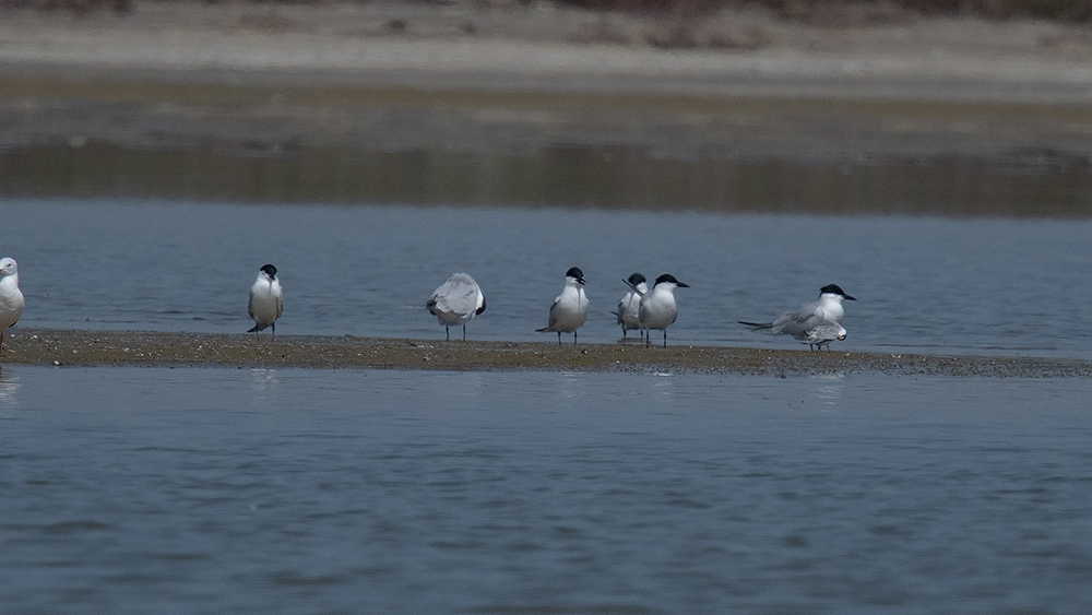 Gull-billed Tern
