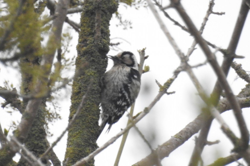 Lesser Spotted Woodpecker