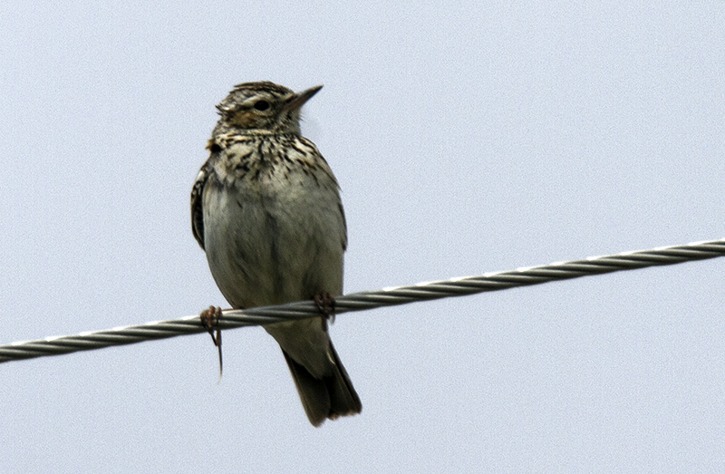Woodlark