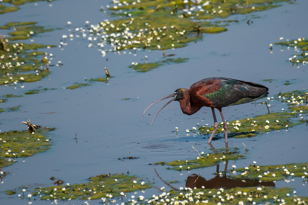 Glossy Ibis