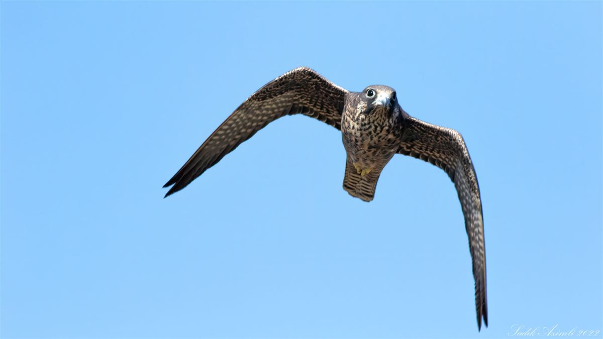 Eleonora`s Falcon