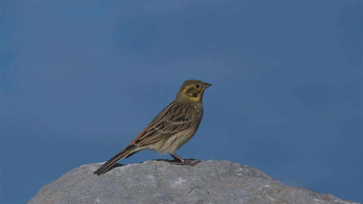 Yellowhammer