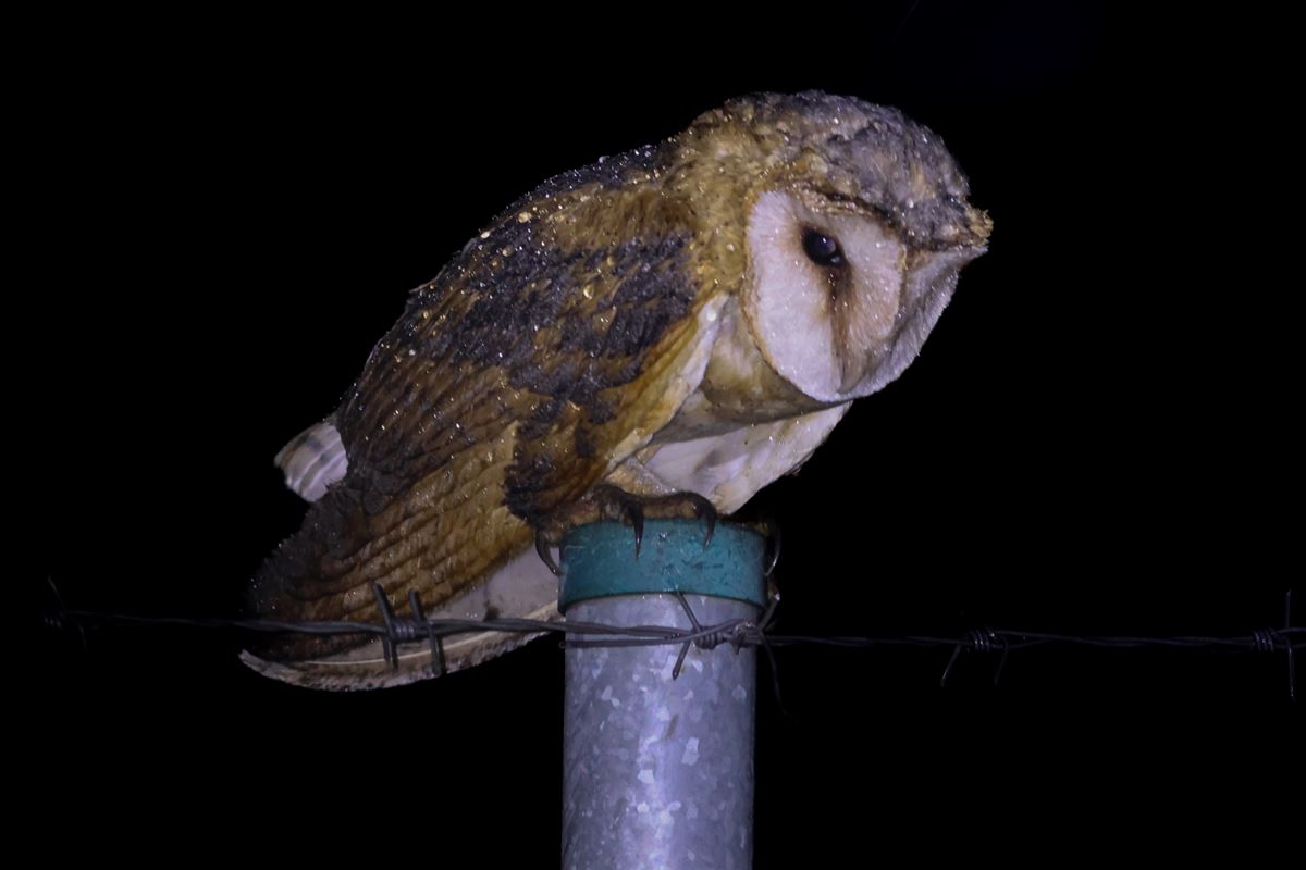 Western Barn Owl