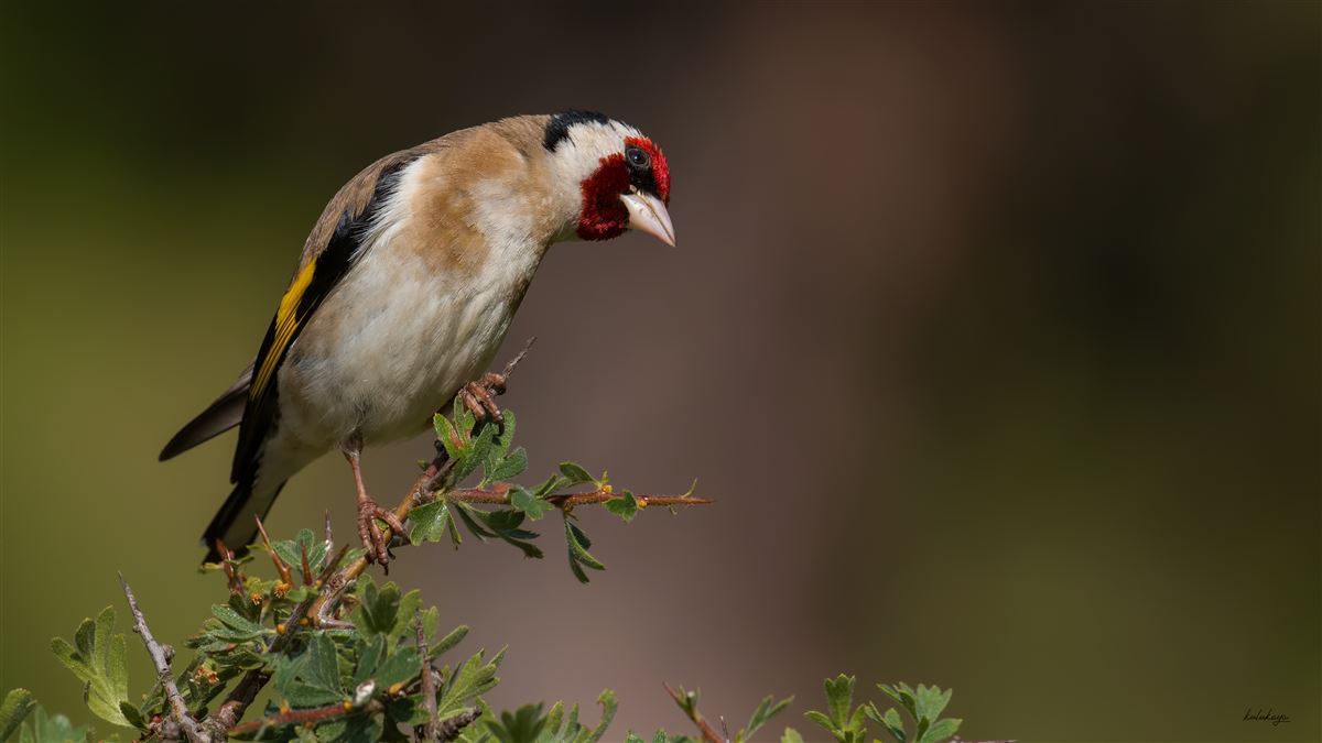 European Goldfinch