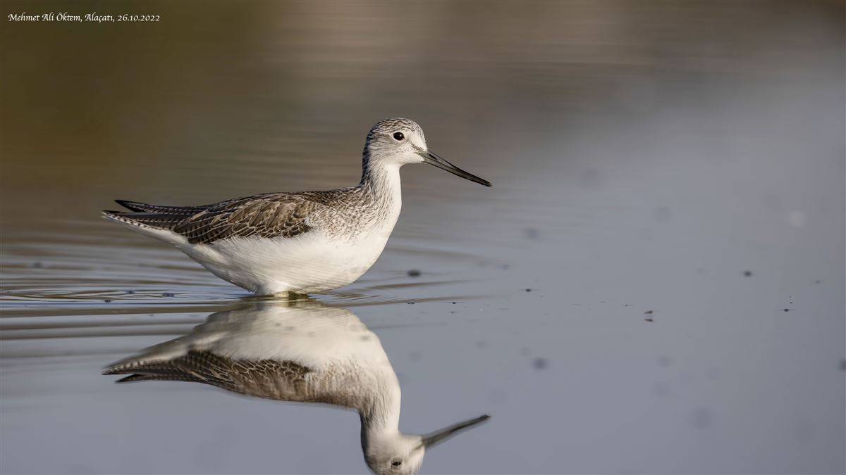 Common Greenshank