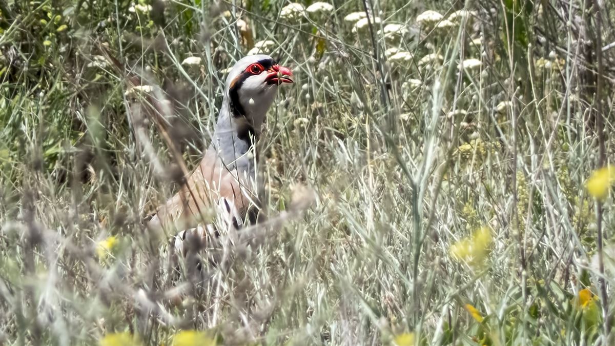 Chukar Partridge