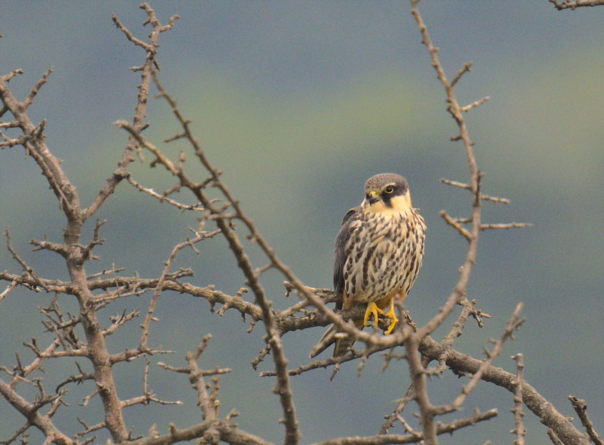 Eurasian Hobby