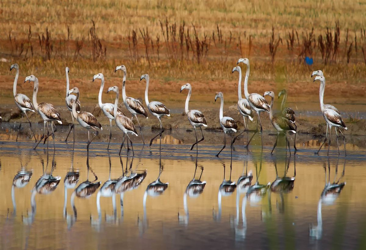 Greater Flamingo