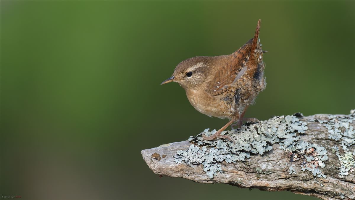 Eurasian Wren