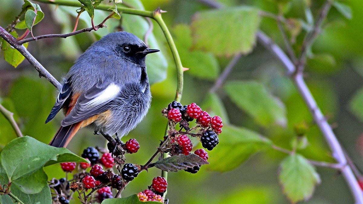 Black Redstart