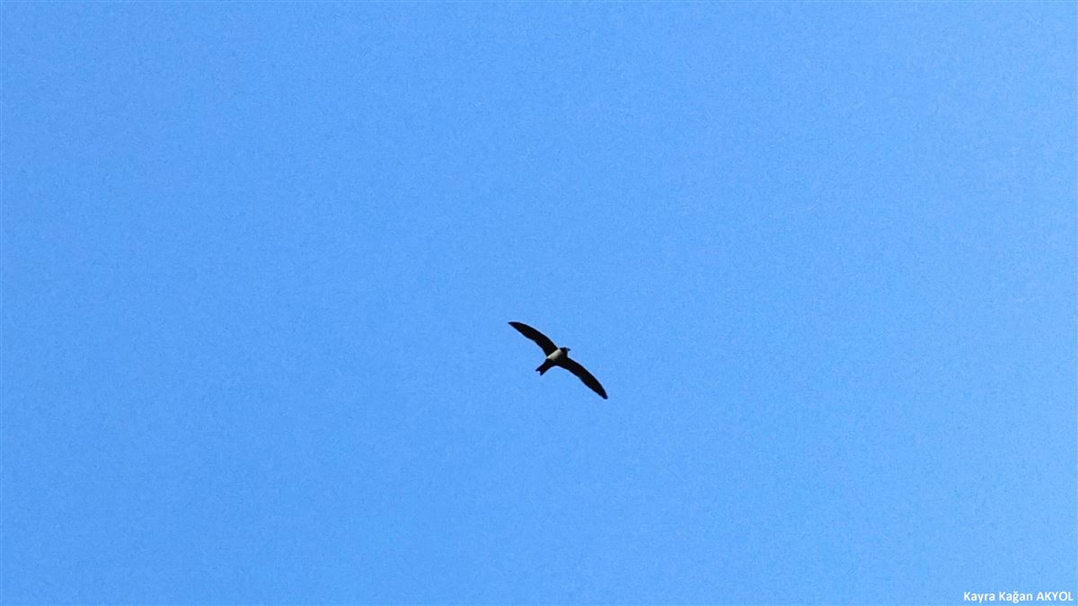 Alpine Swift