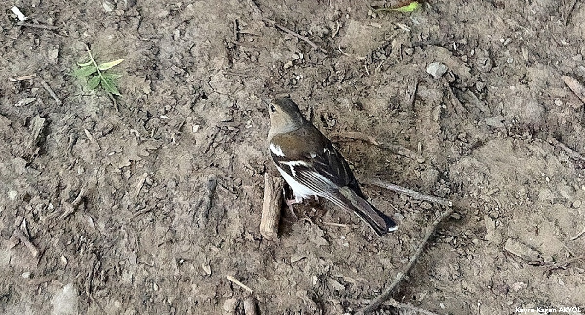 Eurasian Chaffinch