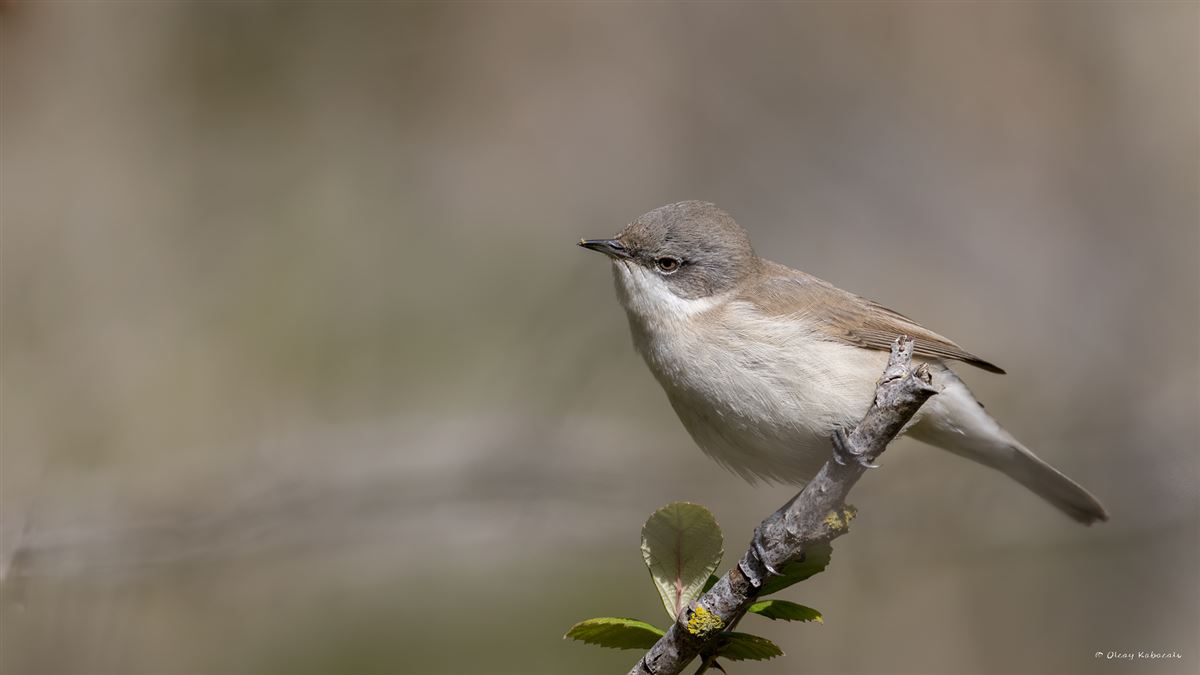Lesser Whitethroat