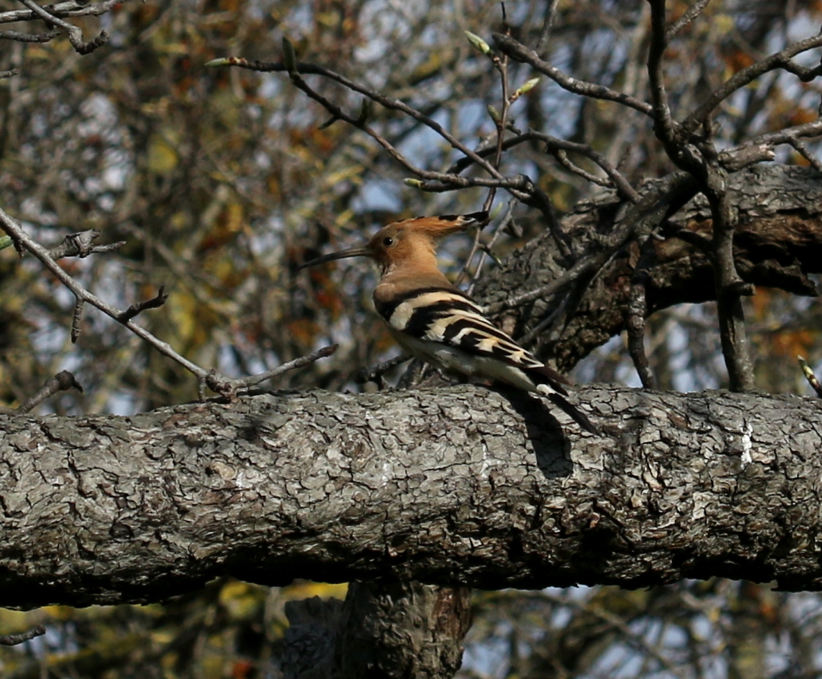 Common Hoopoe