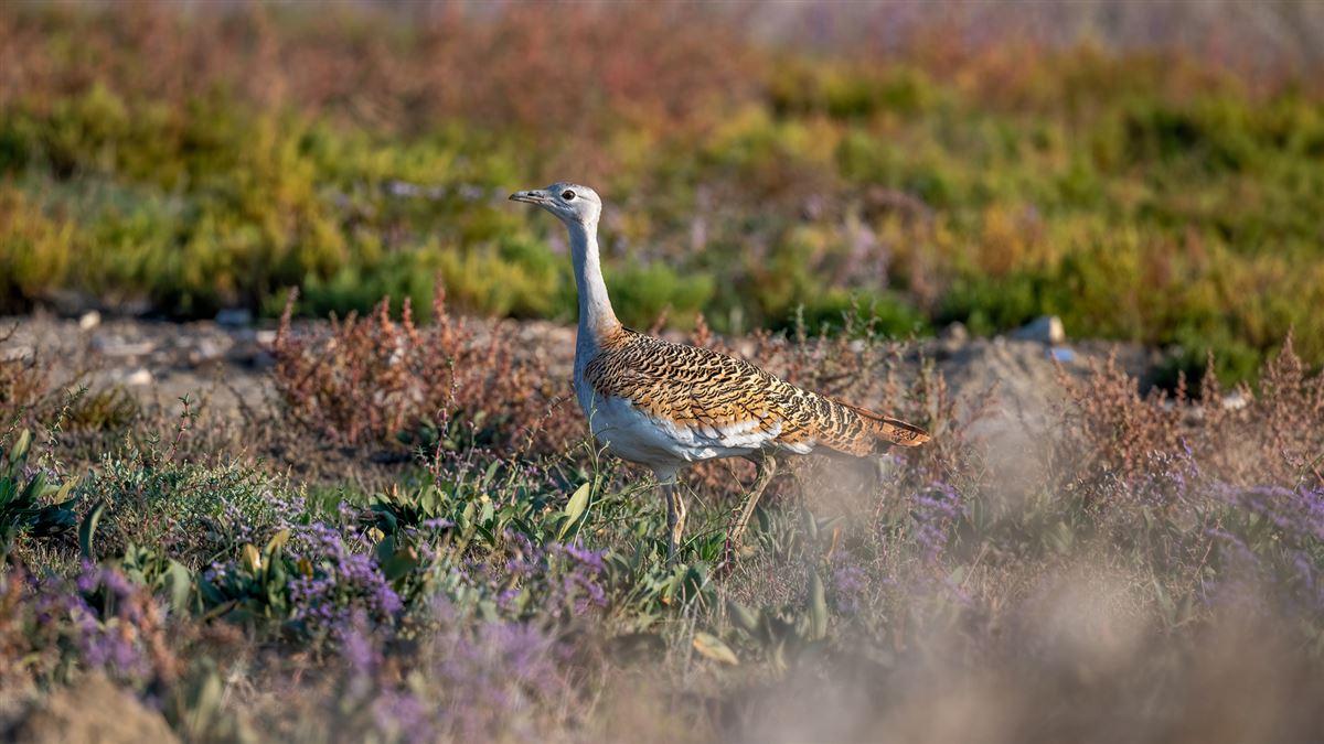 Great Bustard