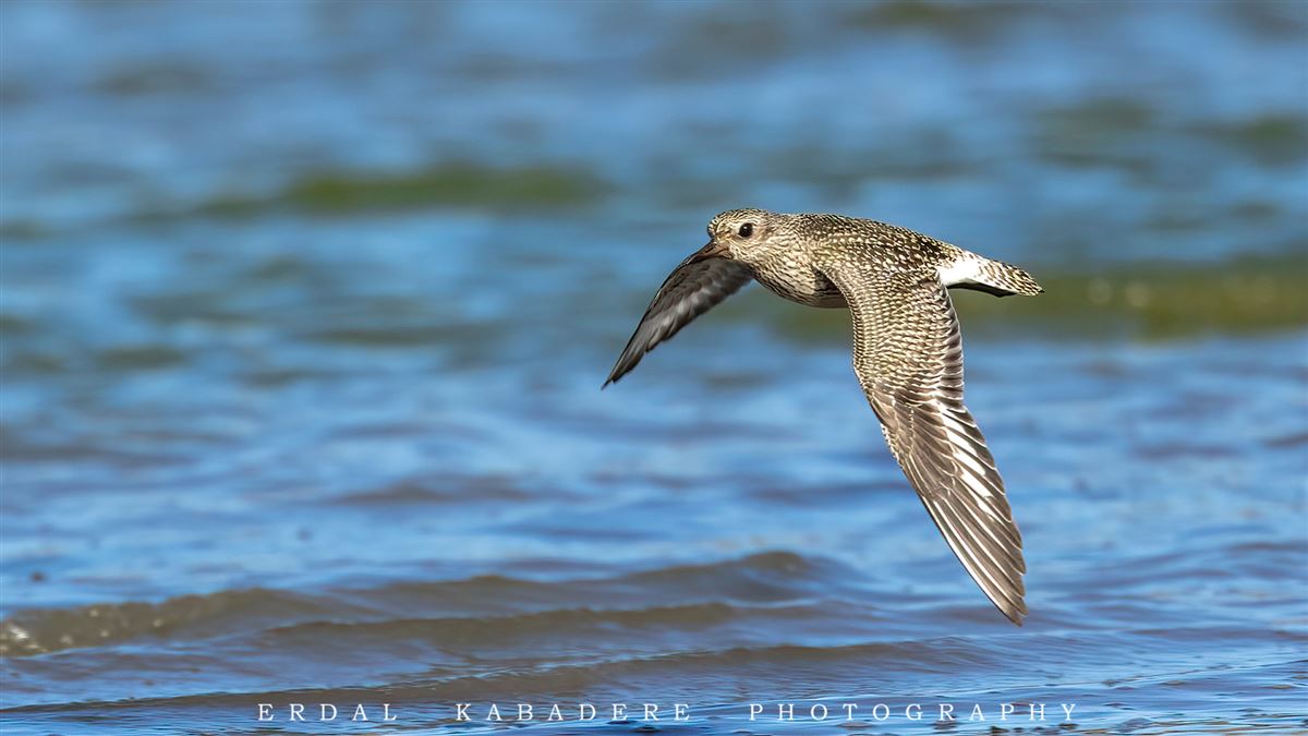Grey Plover