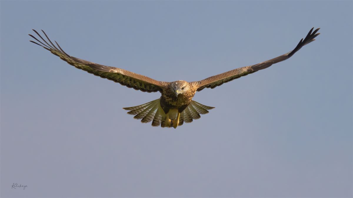 Long-legged Buzzard