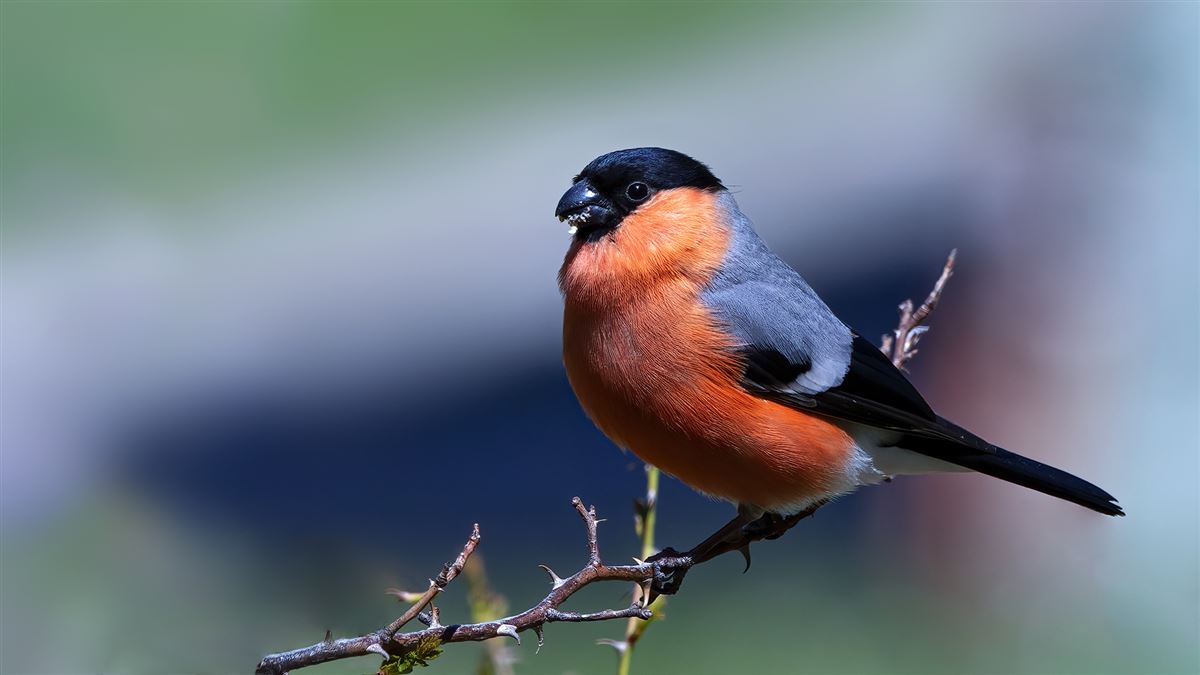 Eurasian Bullfinch