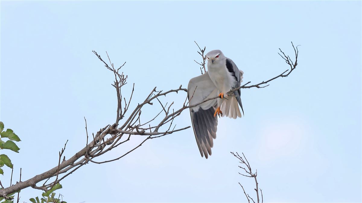 Black-winged Kite