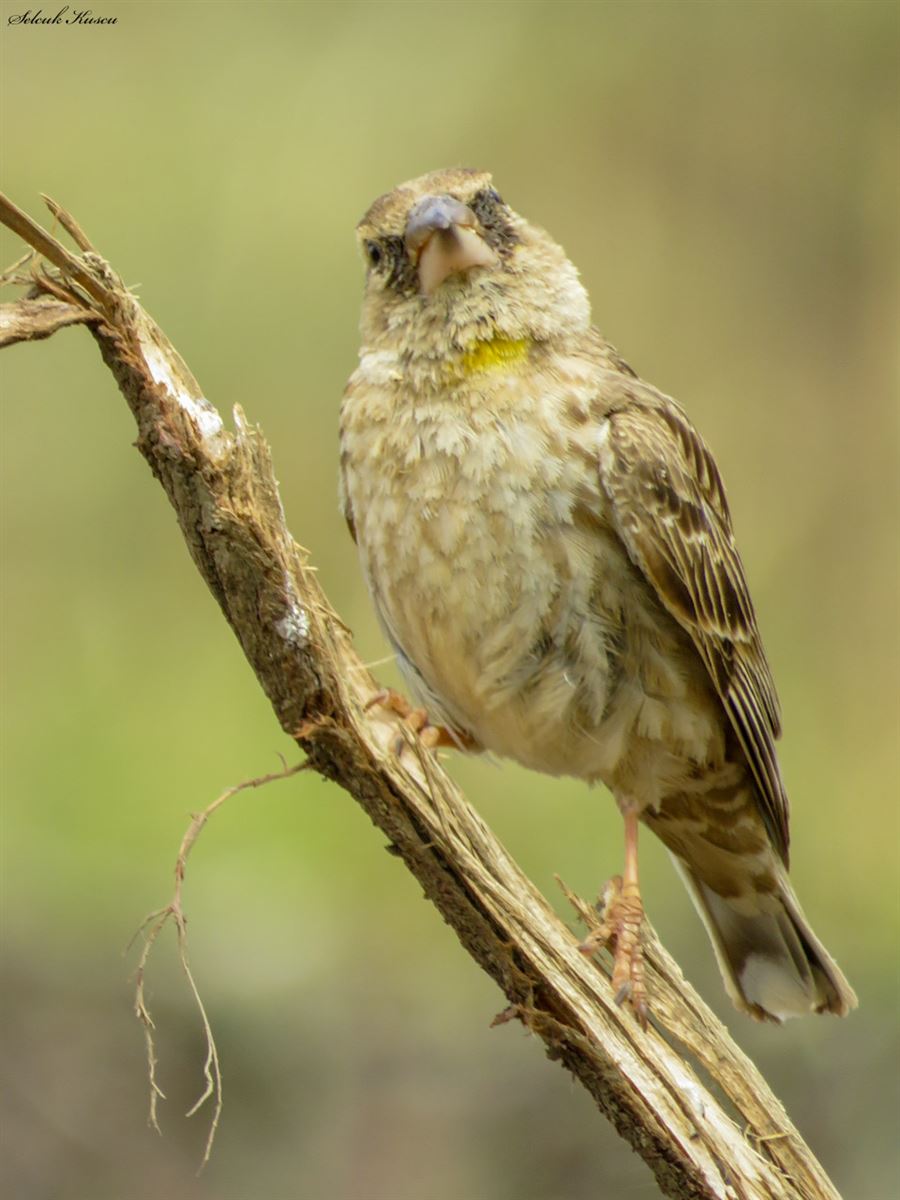 Rock Sparrow
