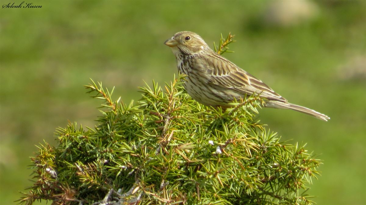 Corn Bunting