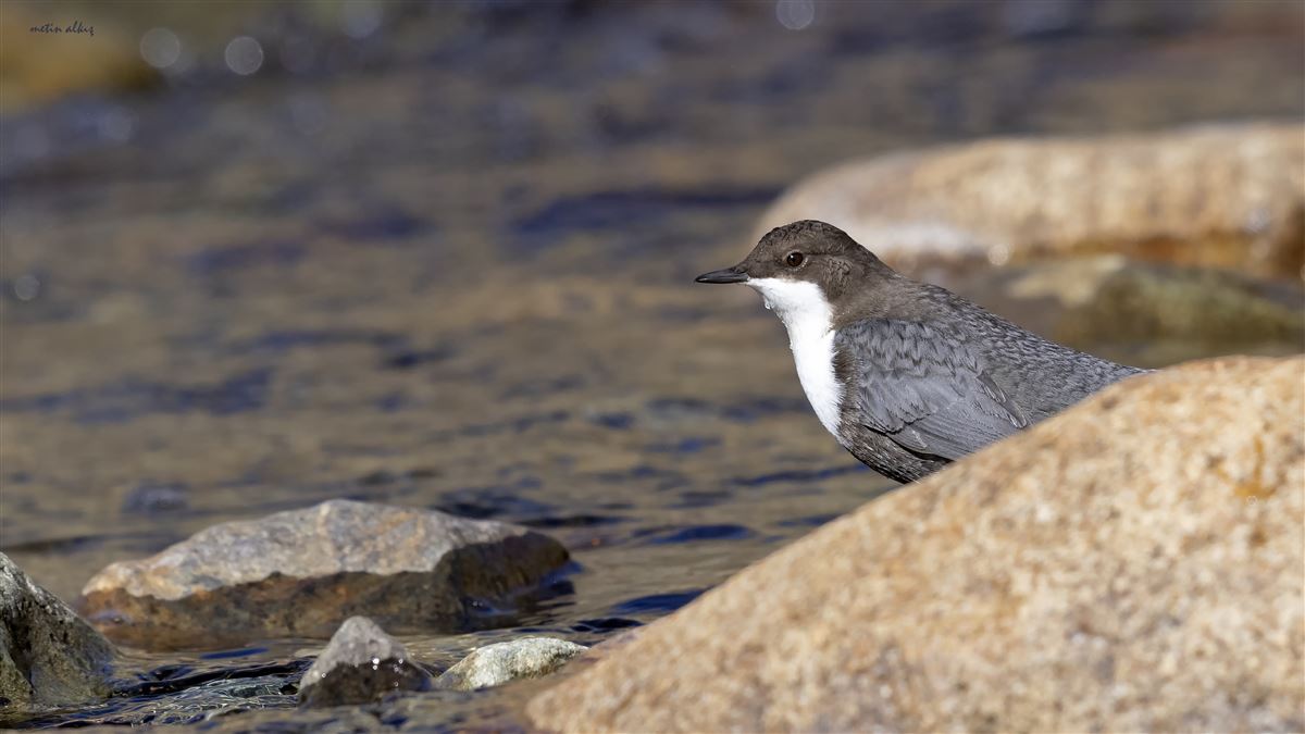 White-throated Dipper