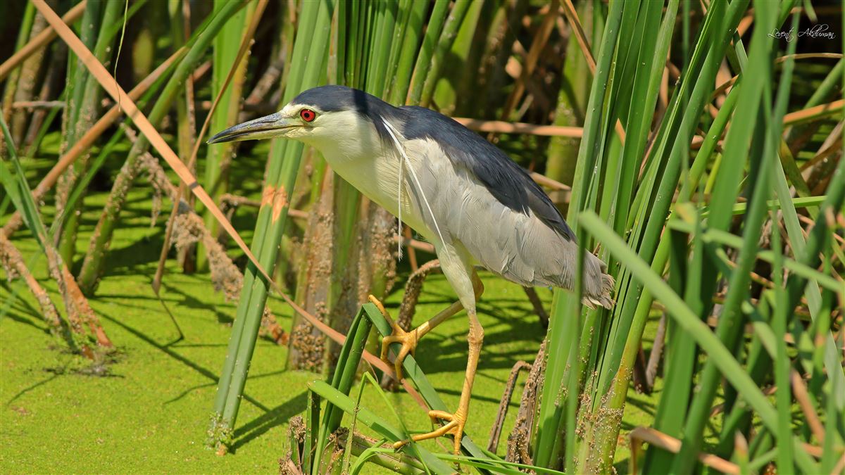 Black-crowned Night Heron