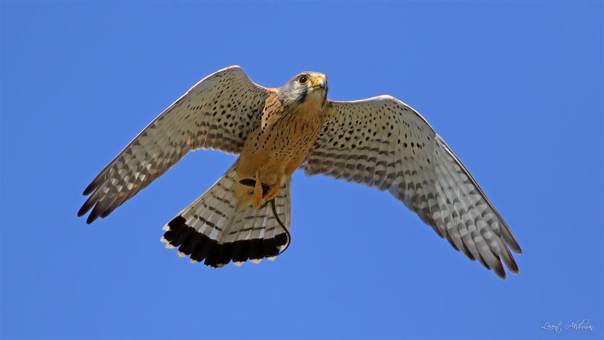Common Kestrel