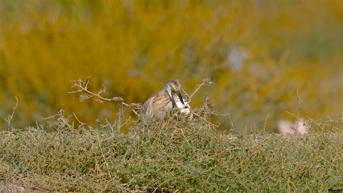 Squacco Heron