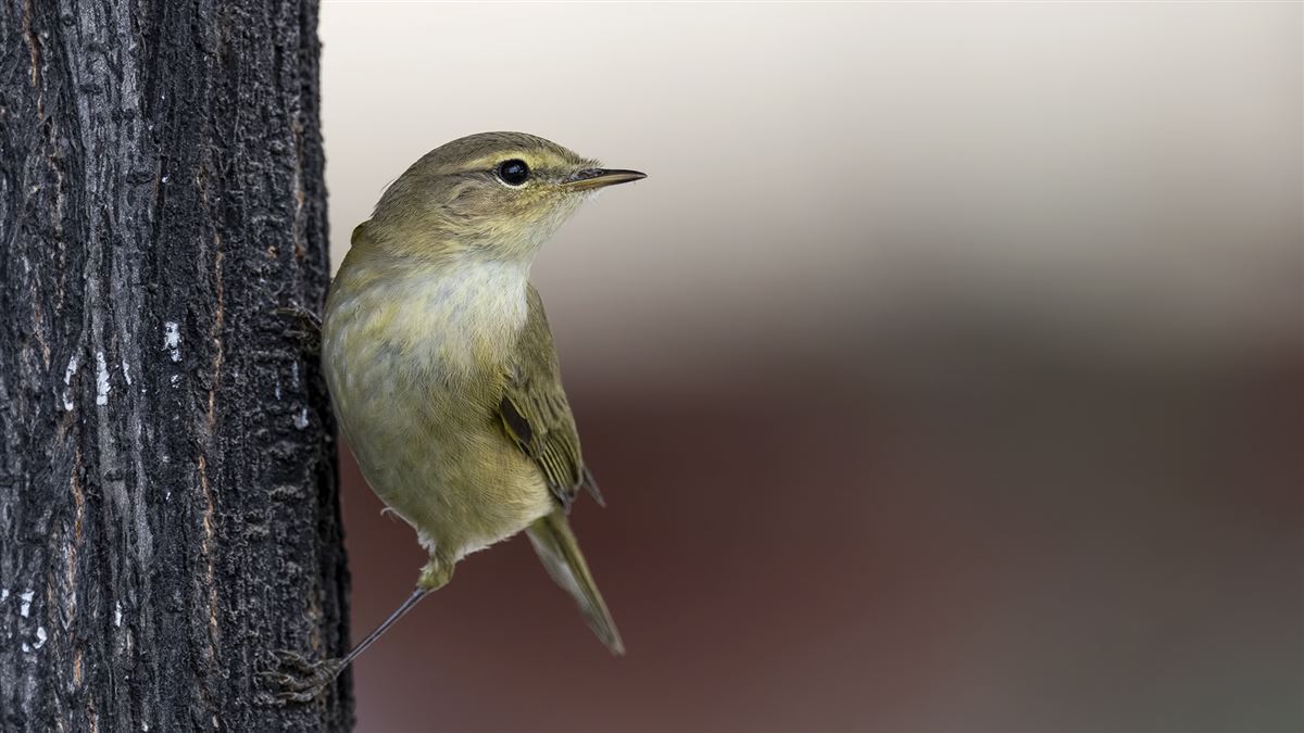 Common Chiffchaff