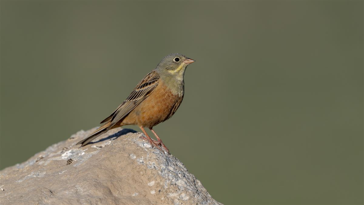 Ortolan Bunting