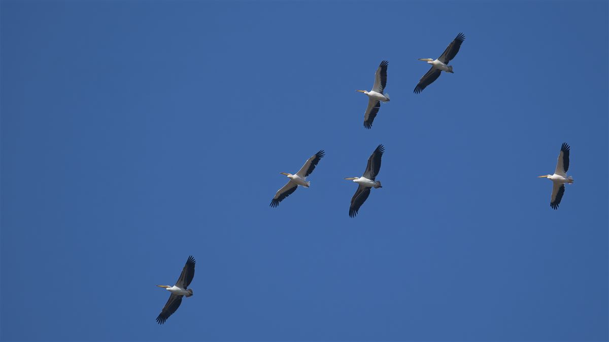 Great White Pelican