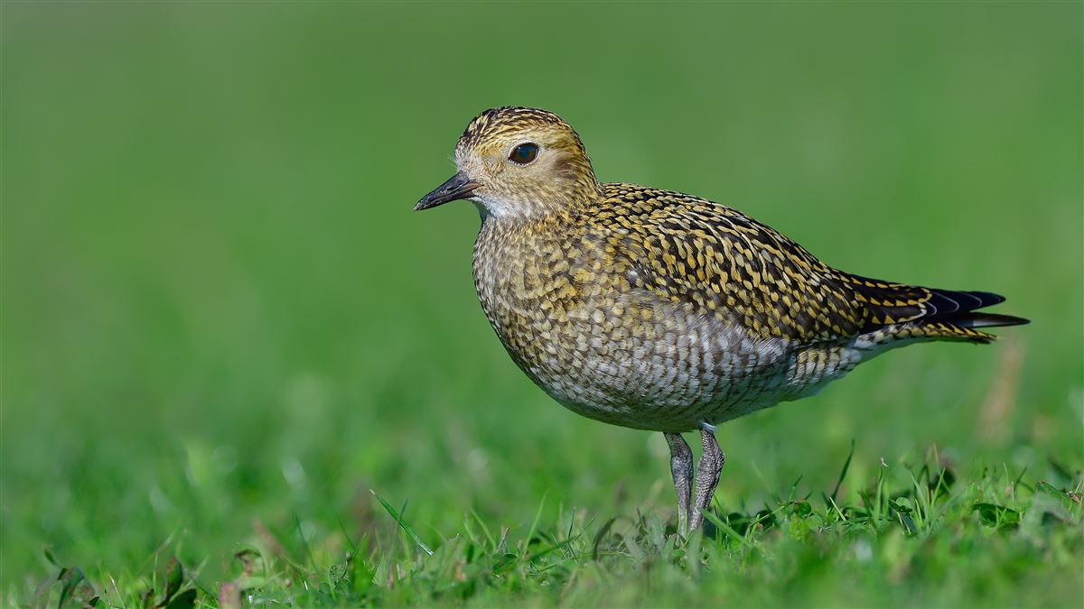 European Golden Plover