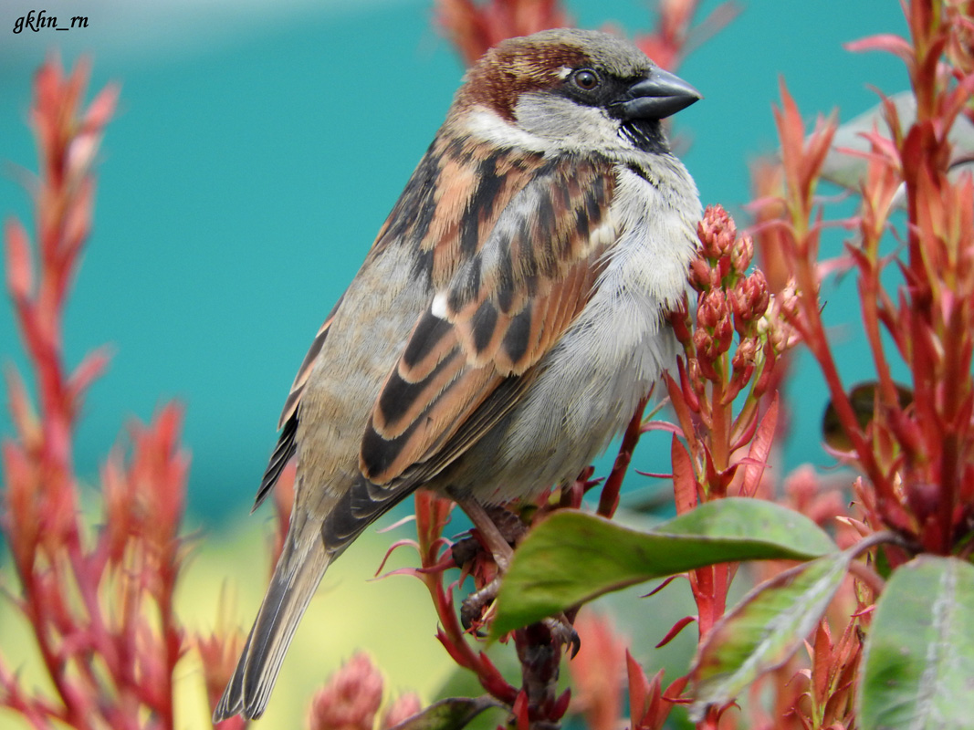 House Sparrow