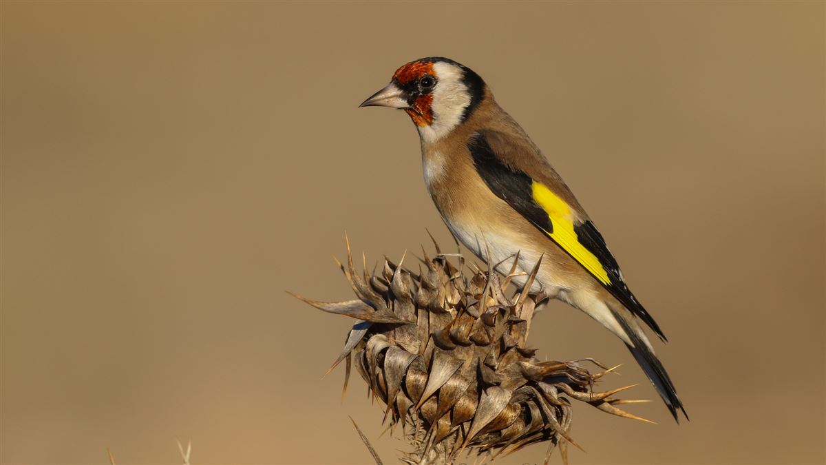 European Goldfinch